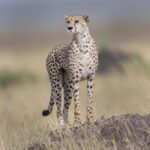 Cheetah on termite mound
