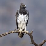 Martian Eagle Largest in Africa