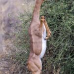 Gerenuk looking at us