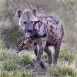 Hyena carrying a Widlebeest head