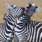 Zebra fighting showing his teeth